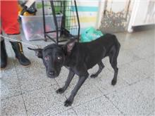 桃園市已領養狗 混種犬