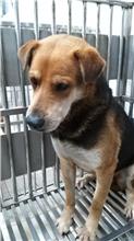 新北市已領養狗 混種犬