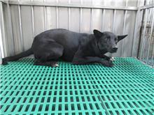 南投縣已領養狗 混種犬