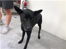 台北市已領養狗 混種犬