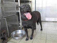 南投縣已領養狗 混種犬