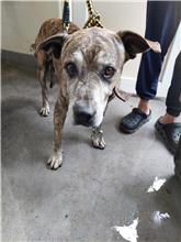 新北市已領養狗 混種犬