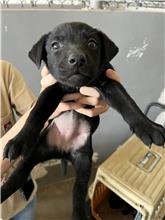 新竹市已領養狗 混種犬
