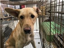 金門縣已領養狗 混種犬