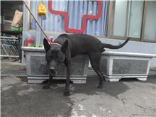 新北市已領養狗 混種犬