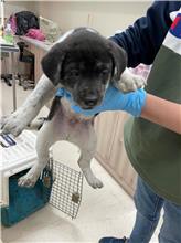 新竹市已領養狗 混種犬