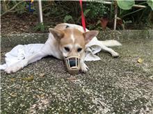 台北市已領養狗 混種犬