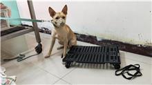 台北市已領養狗 混種犬