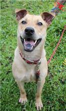 台中市已領養狗 混種犬