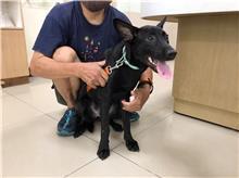台北市已領養狗 混種犬