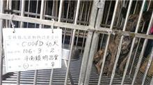 雲林縣已領養狗 混種犬