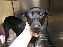 台北市已領養狗 混種犬