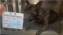 雲林縣已領養狗 混種犬