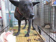 桃園市已領養狗 混種犬
