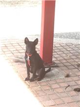 新竹縣已領養狗 混種犬