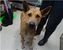 台北市已領養狗 混種犬