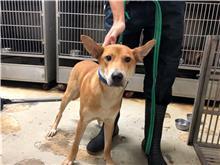 台北市已領養狗 混種犬