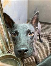 彰化縣已領養狗 混種犬