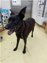新北市已領養狗 混種犬