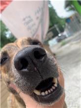 屏東縣已領養狗 混種犬