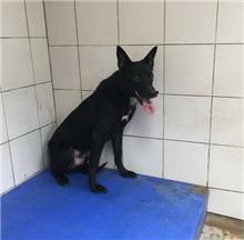 新北市已領養狗 混種犬