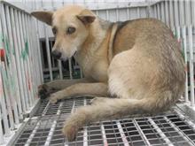桃園市已領養狗 混種犬