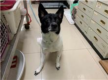 台北市已領養狗 混種犬