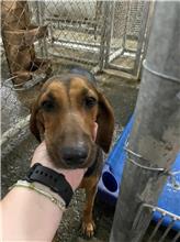 屏東縣已領養狗 混種犬