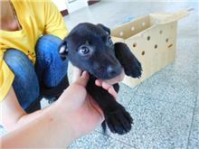 桃園市已領養狗 混種犬