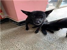 桃園市已領養狗 混種犬