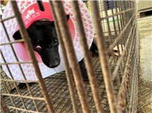澎湖縣已領養狗 混種犬