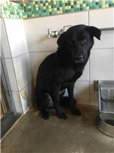 金門縣已領養狗 混種犬