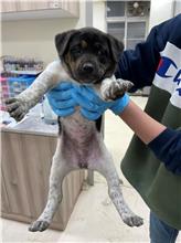新竹市已領養狗 混種犬