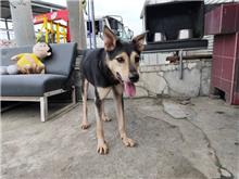 南投縣已領養狗 混種犬