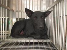 桃園市已領養狗 混種犬