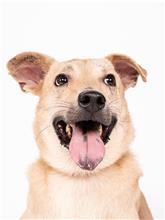 台北市已領養狗 混種犬