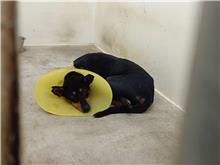 台北市已領養狗 混種犬