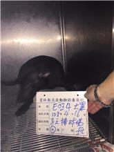 雲林縣已領養狗 混種犬
