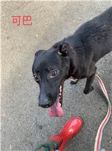 台北市已領養狗 混種犬