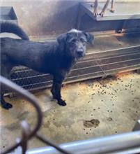 新北市已領養狗 混種犬