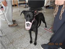 桃園市已領養狗 混種犬