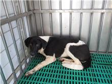 南投縣已領養狗 混種犬