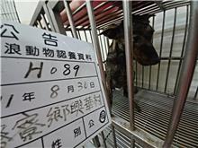 雲林縣已領養狗 混種犬
