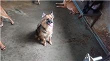 新北市已領養狗 混種犬
