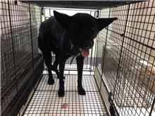 金門縣待認養狗｜混種犬｜黑色｜公