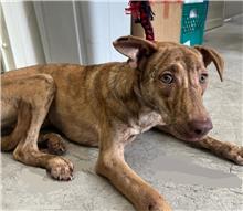 台北市已領養狗 混種犬