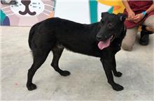 新北市已領養狗 混種犬