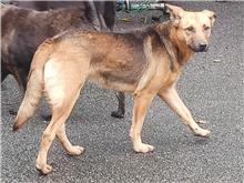 台北市已領養狗 混種犬