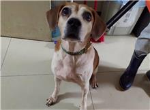 台北市已領養狗 混種犬
