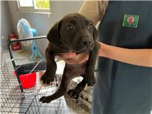新竹市已領養狗 混種犬